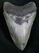 Beautiful Megalodon Tooth - Venice, FL #8248-1